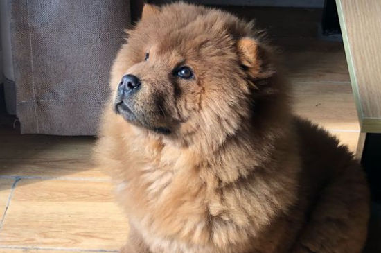 松狮喜欢亲近主人吗