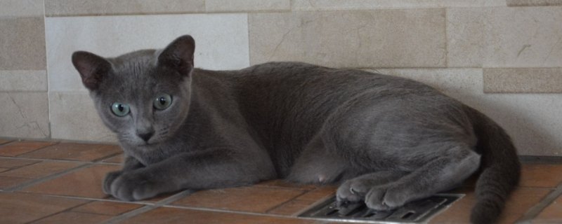 猫腿扭伤了多久能恢复