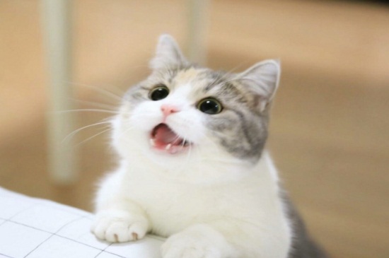 猫咪换猫粮拉稀怎么办