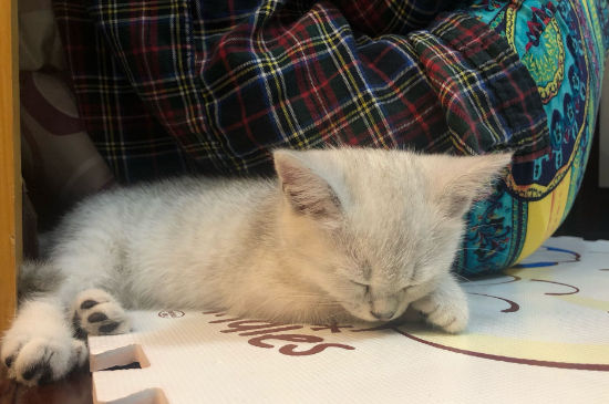 老猫为什么会吃小猫