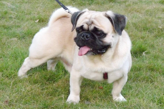 八哥犬和斗牛犬的区别，四方面对比教你轻松分辨