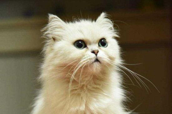 哪几个月是猫脱毛季节