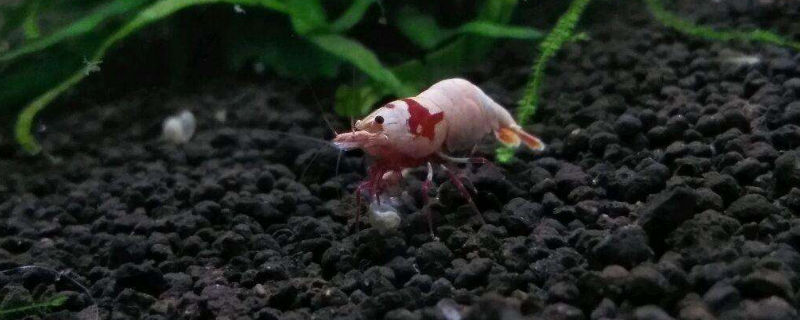 水晶虾抱卵多久生小虾