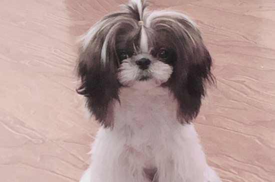 西施犬掉毛吗