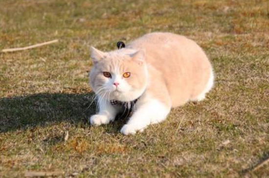 猫拉乳白色粪便