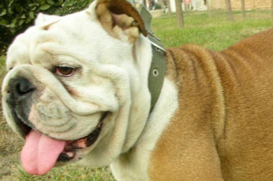 斗牛犬为什么那么臭