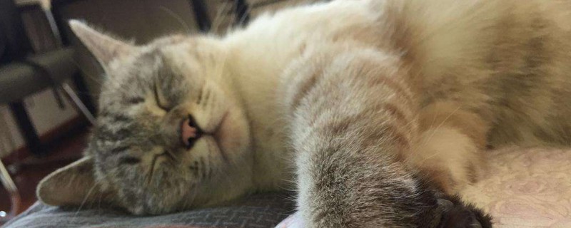 猫吃什么吐什么
