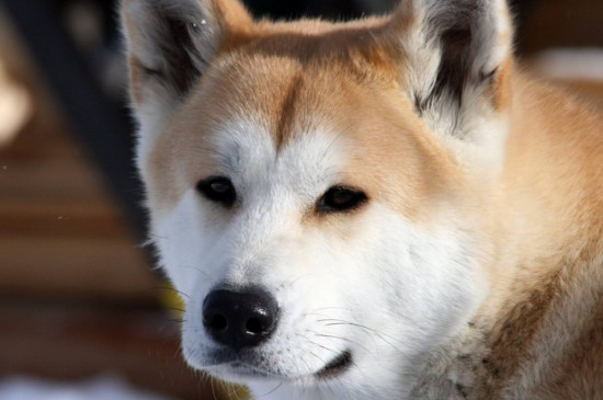 16个不能养秋田犬的理由