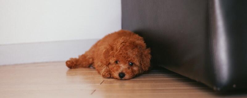 泰迪多大可以吃干狗粮