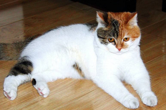 在屋里养猫对人体危害