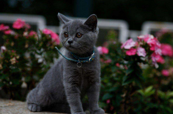 母猫害怕公猫的表现