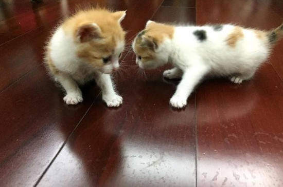 两个月的猫怎么训练啊，怎么让幼猫听话