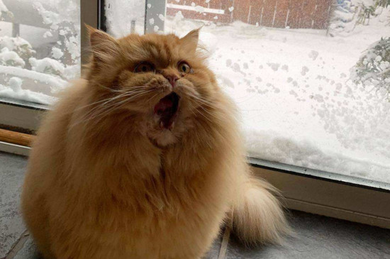 猫掉毛严重怎么解决