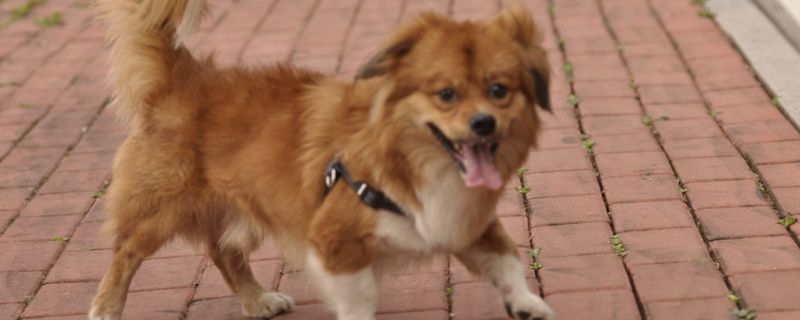 狗狗有眼屎是什么原因