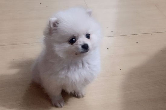 抱完狗身上痒怎么办