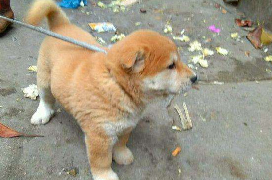被陌生狗亲近预示什么