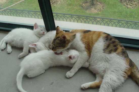 小猫临死前征兆
