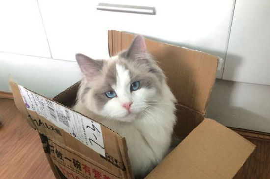 猫咪怀孕食谱