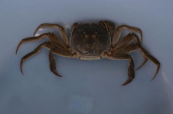 河蟹在家怎么养
