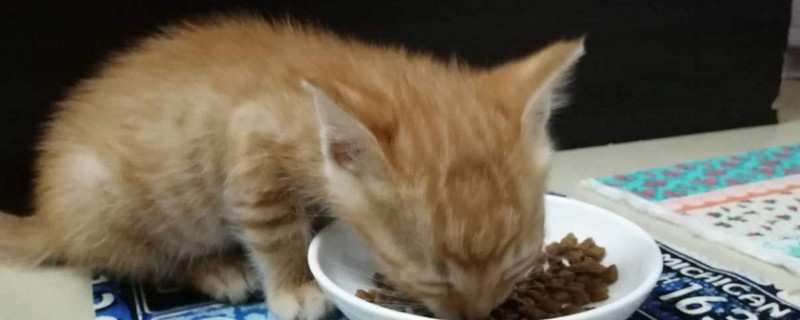 猫吃东西发出磨牙声