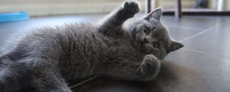 短毛猫怎么过冬
