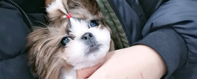 西施犬掉毛吗