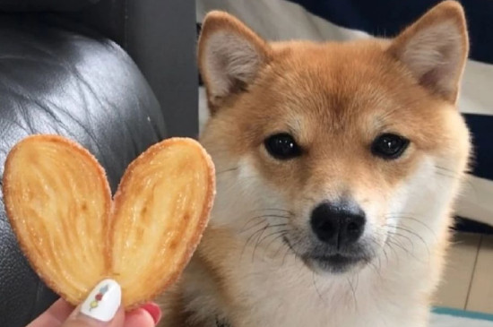 中型宠物犬有哪些品种