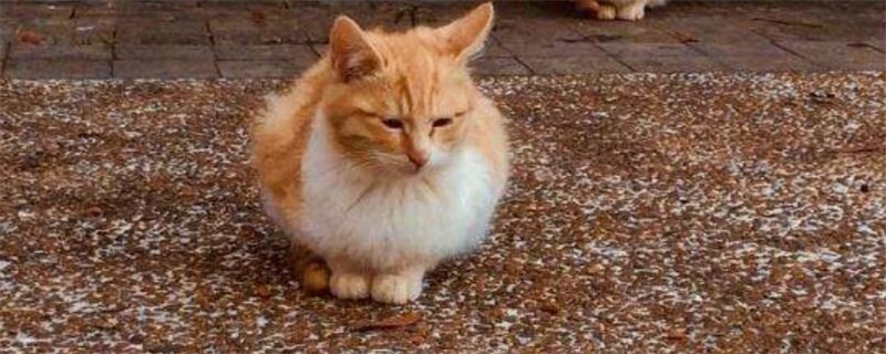 如何杜绝猫爬床上