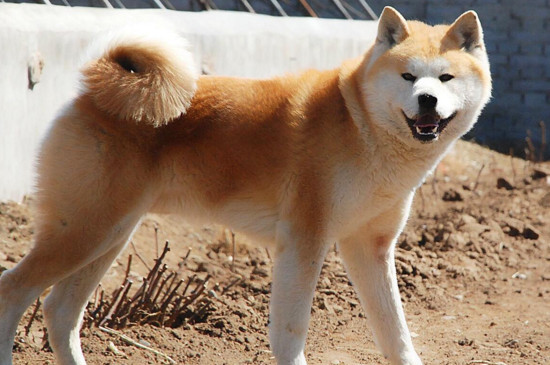 秋田犬的价格是多少，宠物级幼犬需要1500-4500元