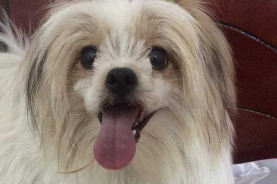 养西施犬的十大坏处