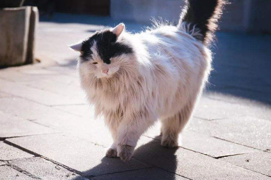 流浪猫抓伤要打针吗