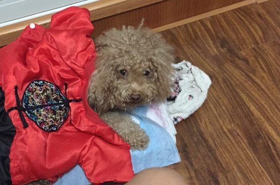 狗狗慢性肾衰竭存活率