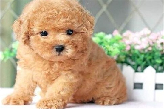 泰迪狗一天吃几顿，幼犬3～5顿成犬2～3顿