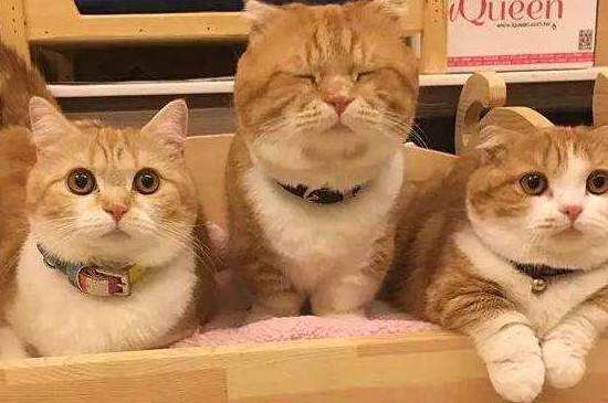 如何防止橘猫发胖