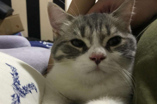 猫鼻子不通气怎么缓解