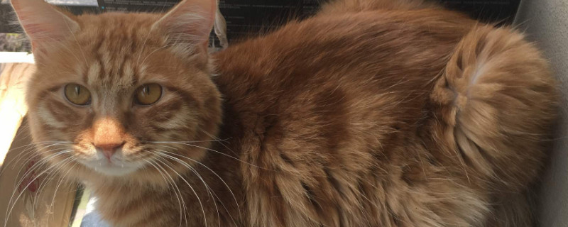 全价猫粮是什么意思