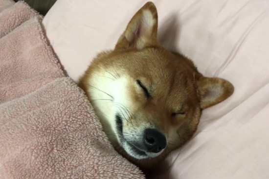狗休克和死亡差别