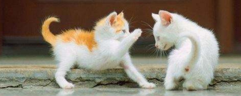 猫咪为什么老把水扒洒