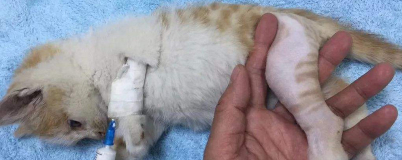 如何判断猫腿是否骨折