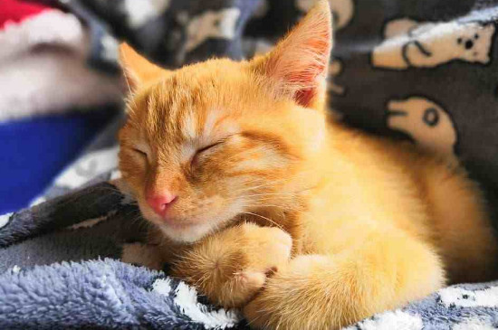 猫咪呼吸会一抖