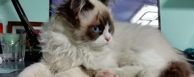 猫知道人不是猫吗，猫把人类当什么