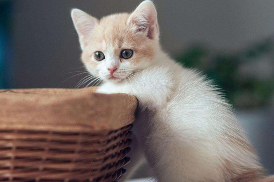 未断奶的猫怎么喂养
