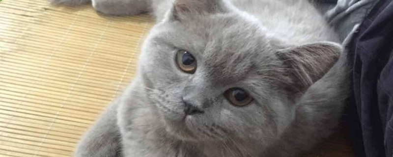 公猫一直叫个不停怎么办