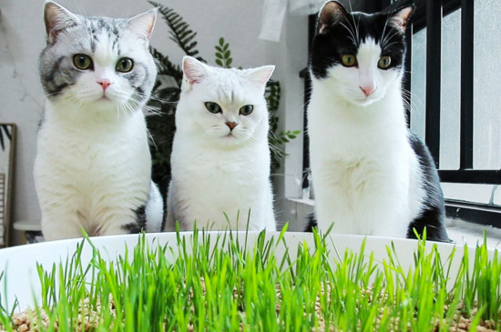 猫草多久吃一次