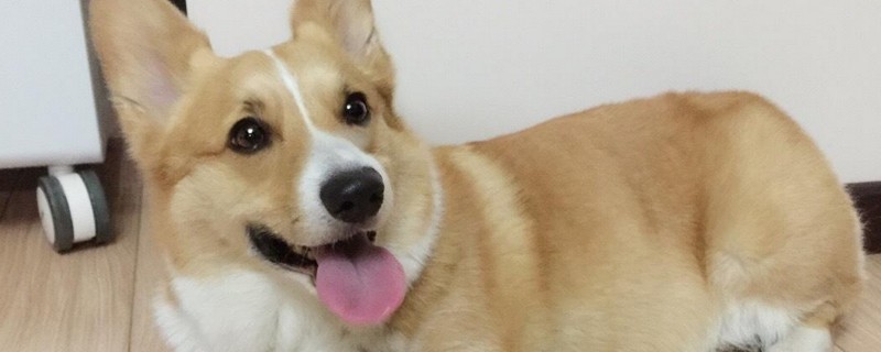 狗狗肠胃不好的表现