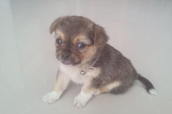 奶糕和幼犬粮的区别