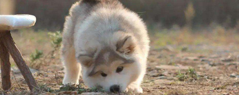 幼犬爱喝水正常吗