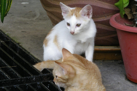 闹猫什么表现