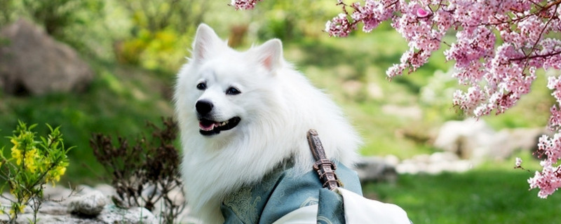 狗狗嘴巴臭怎么办