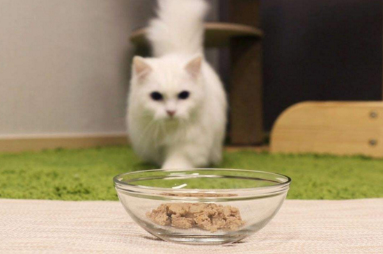 小猫爱放屁很臭怎么办
